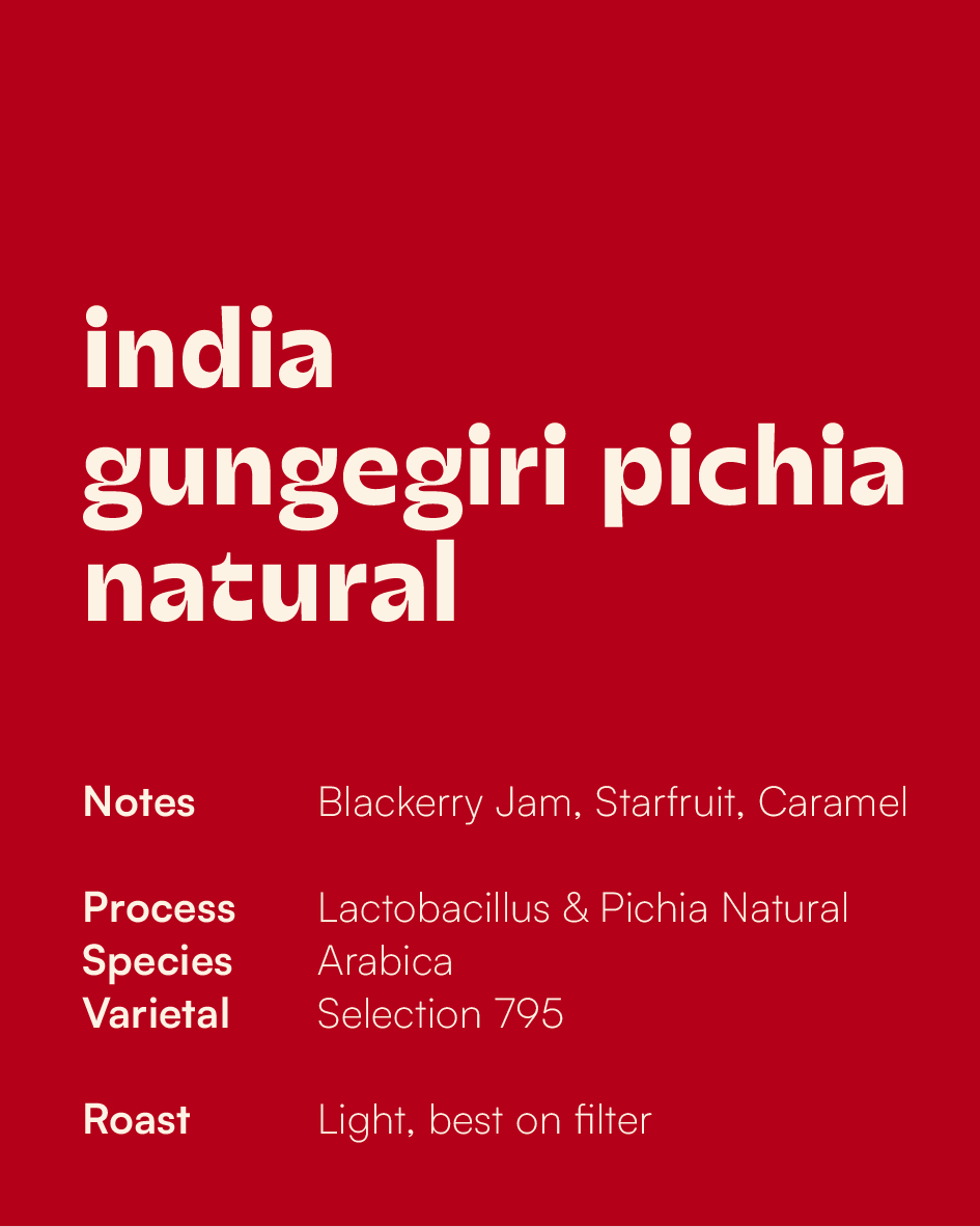 INDIA - Gungegiri Lacto Pichia Natural