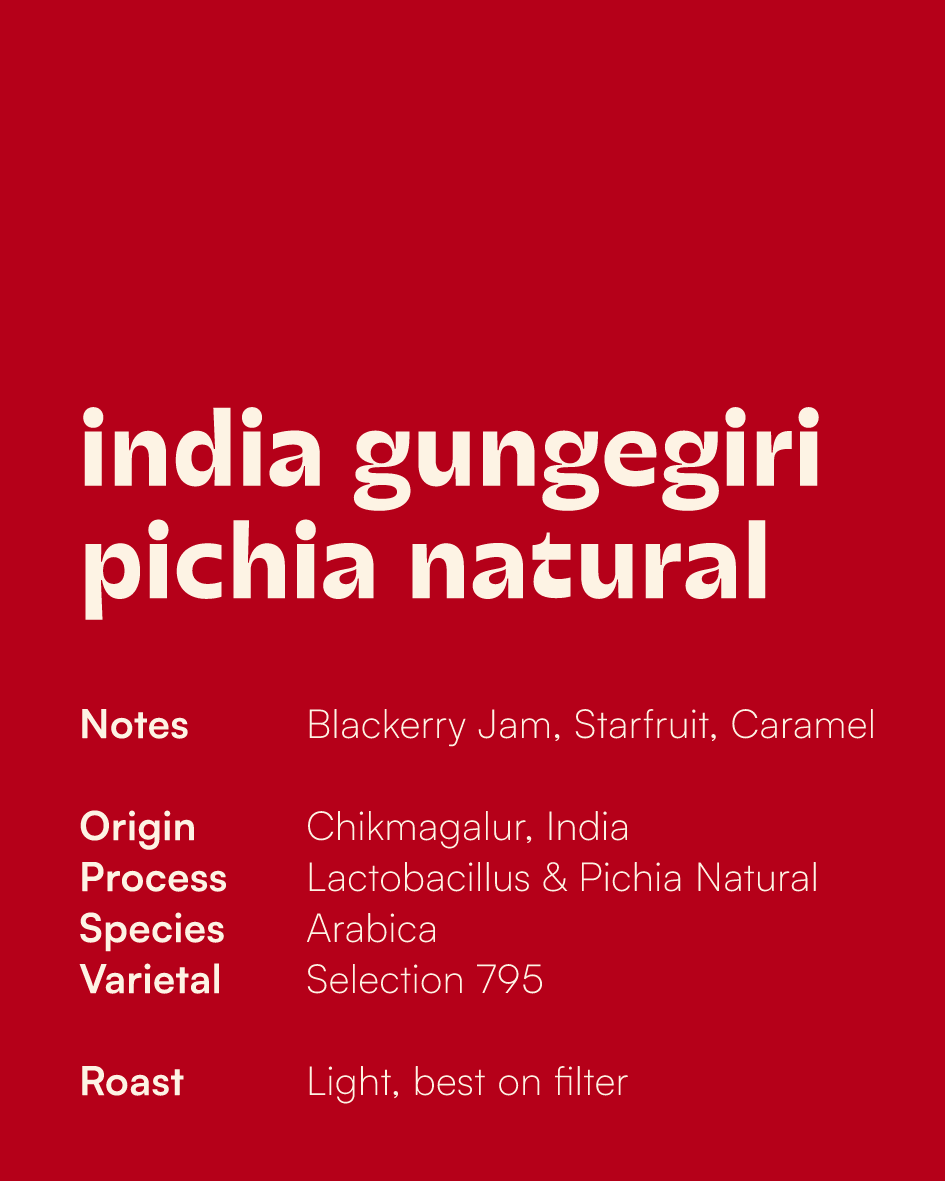 INDIA - Gungegiri Lacto Pichia Natural