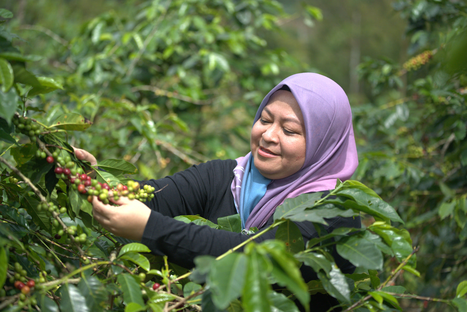 INDONESIA - Rani Mayasari Enzymatic Kopi Luwak Natural